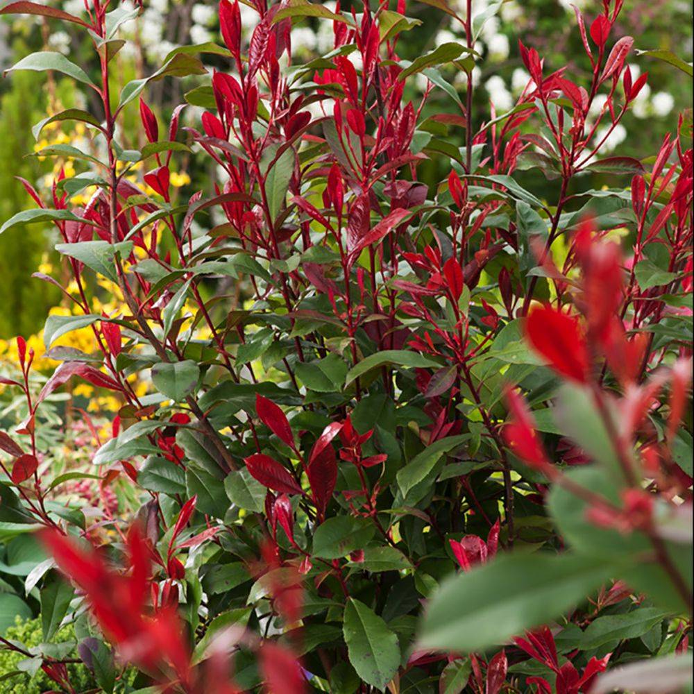 Photinia Carré Rouge - Image 2