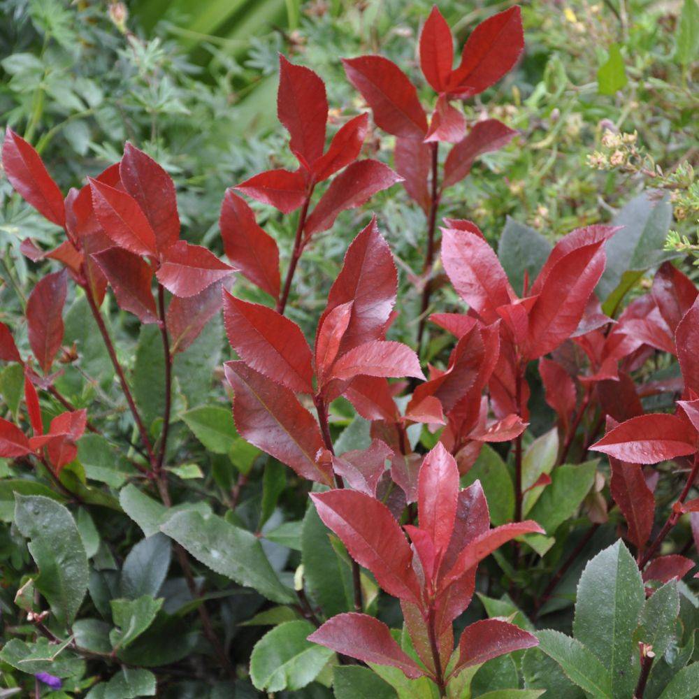 Photinia Carré Rouge - Image 4