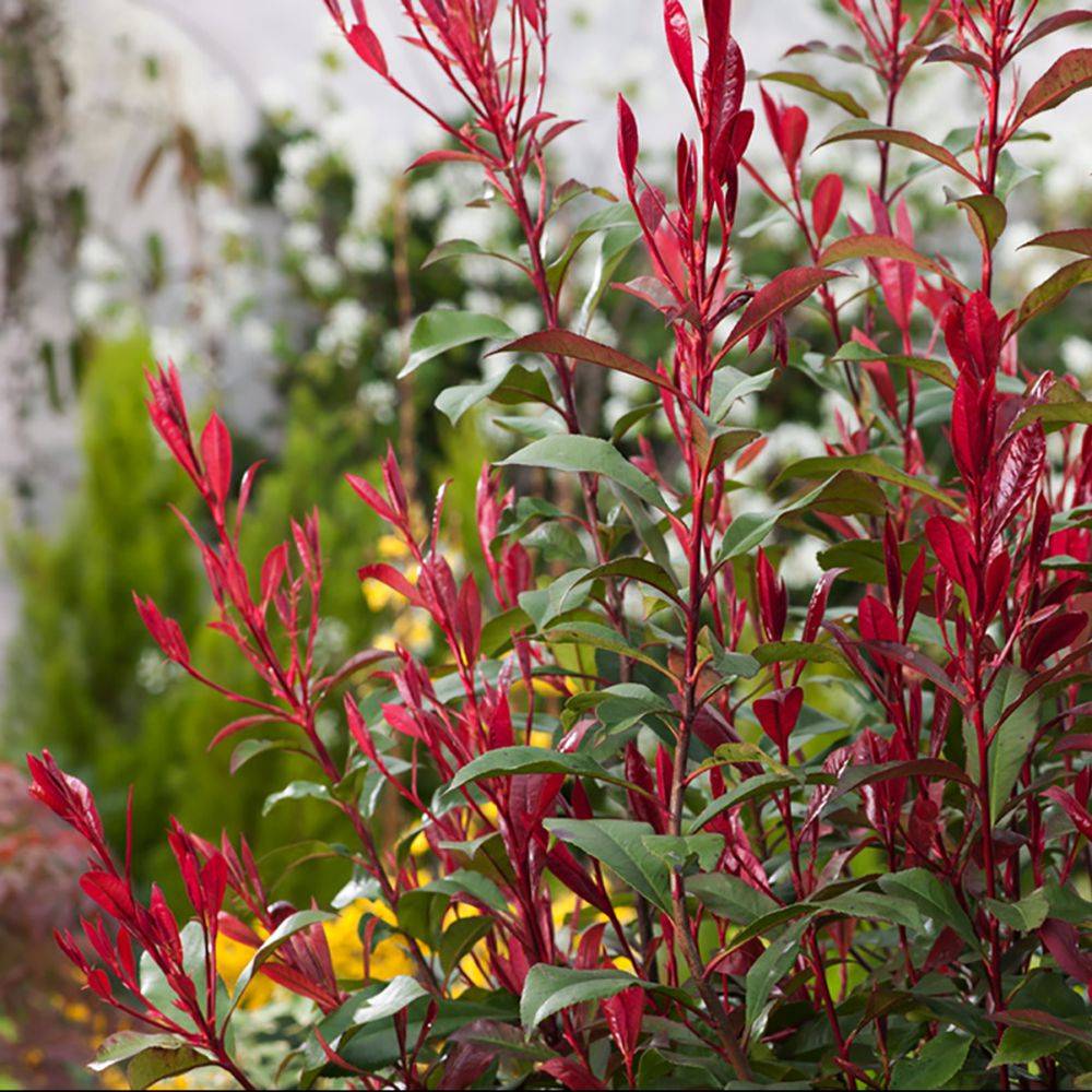Photinia Carré Rouge - Image 1