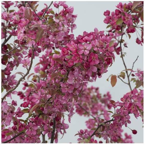Pommier d'ornement 'Courtarou' - Image 4