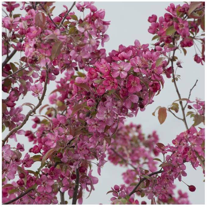 Pommier d'ornement 'Courtarou' - Image 4