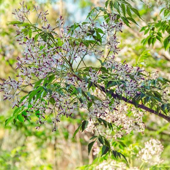 Lilas de Perse - Image 2