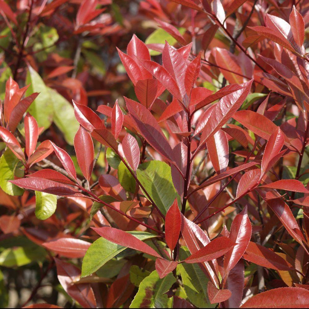 Photinia 'Red robin' - Image 3