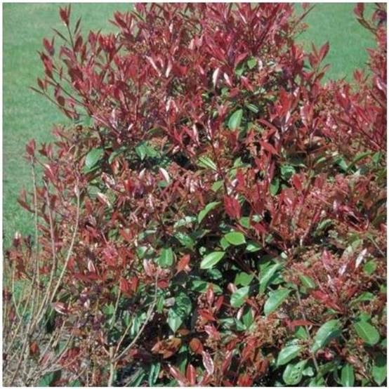 Photinia 'Red robin' - Image 2