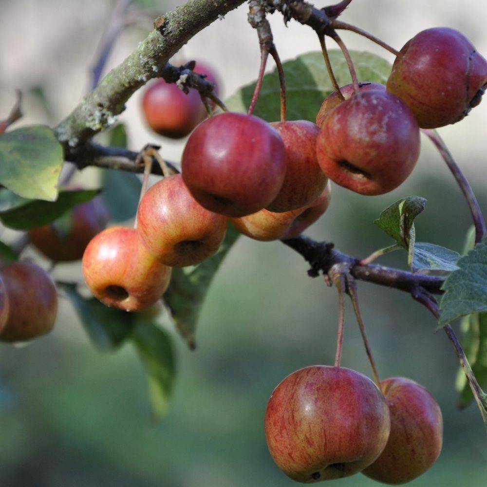 Pommier d'ornement 'Evereste'