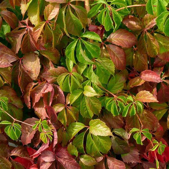 Vigne vierge quinquefolia