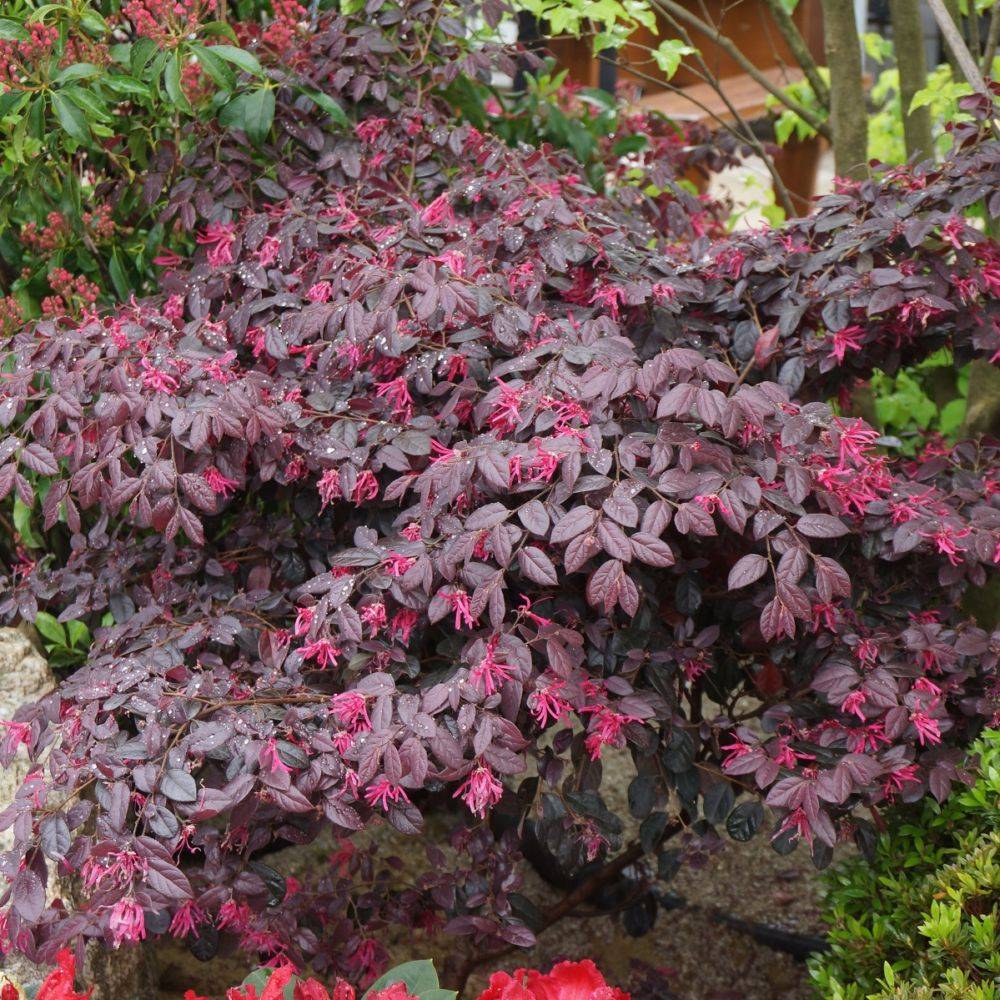 Loropétale de chine 'Fire dance' - Loropetalum 'Fire dance' - Image 4