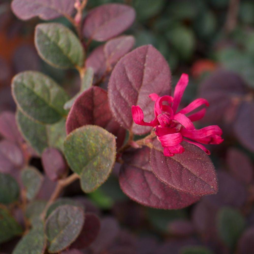 Loropétale de chine 'Fire dance' - Loropetalum 'Fire dance' - Image 1