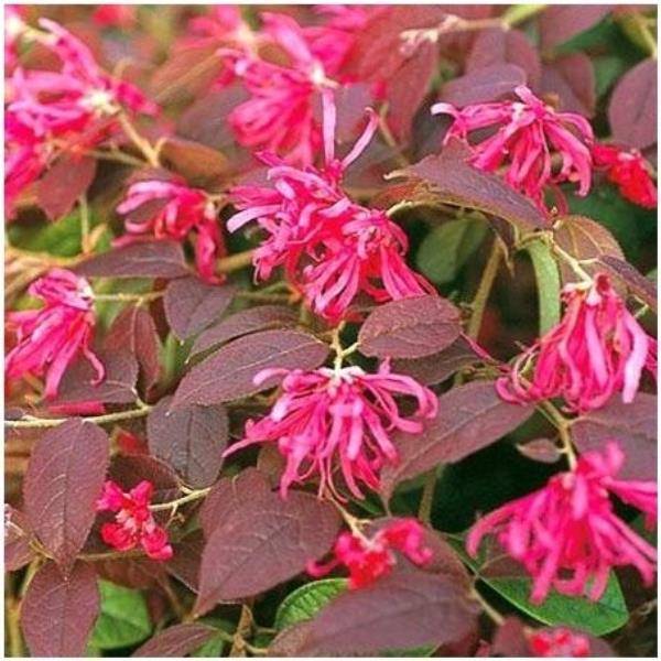 Loropétale de chine 'Fire dance' - Loropetalum 'Fire dance' - Image 2