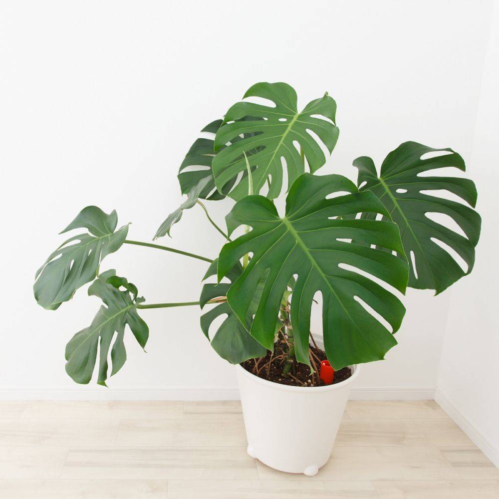 Monstera deliciosa - Image 1