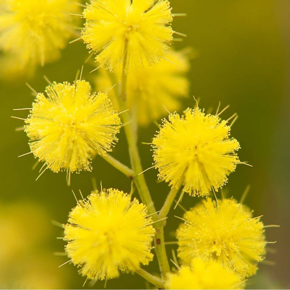 Mimosa de invierno - Imagen 2