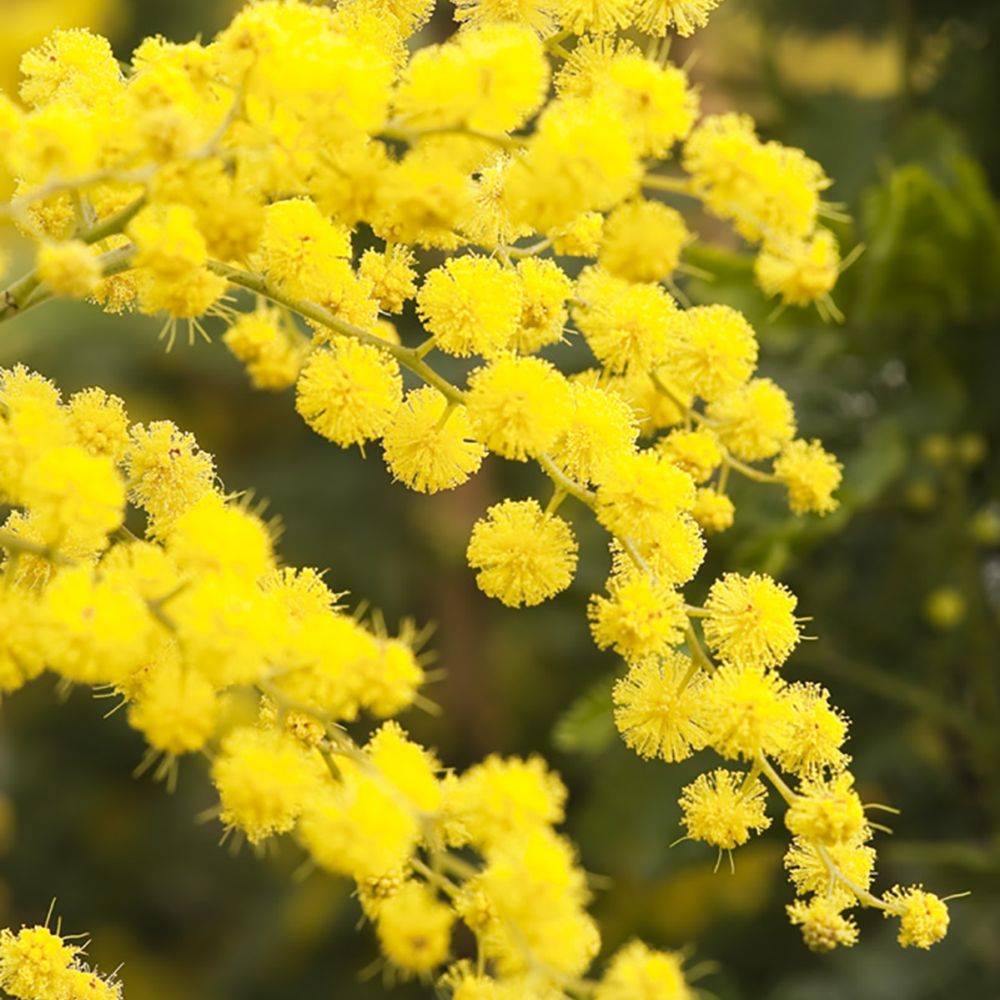Mimosa d'hiver