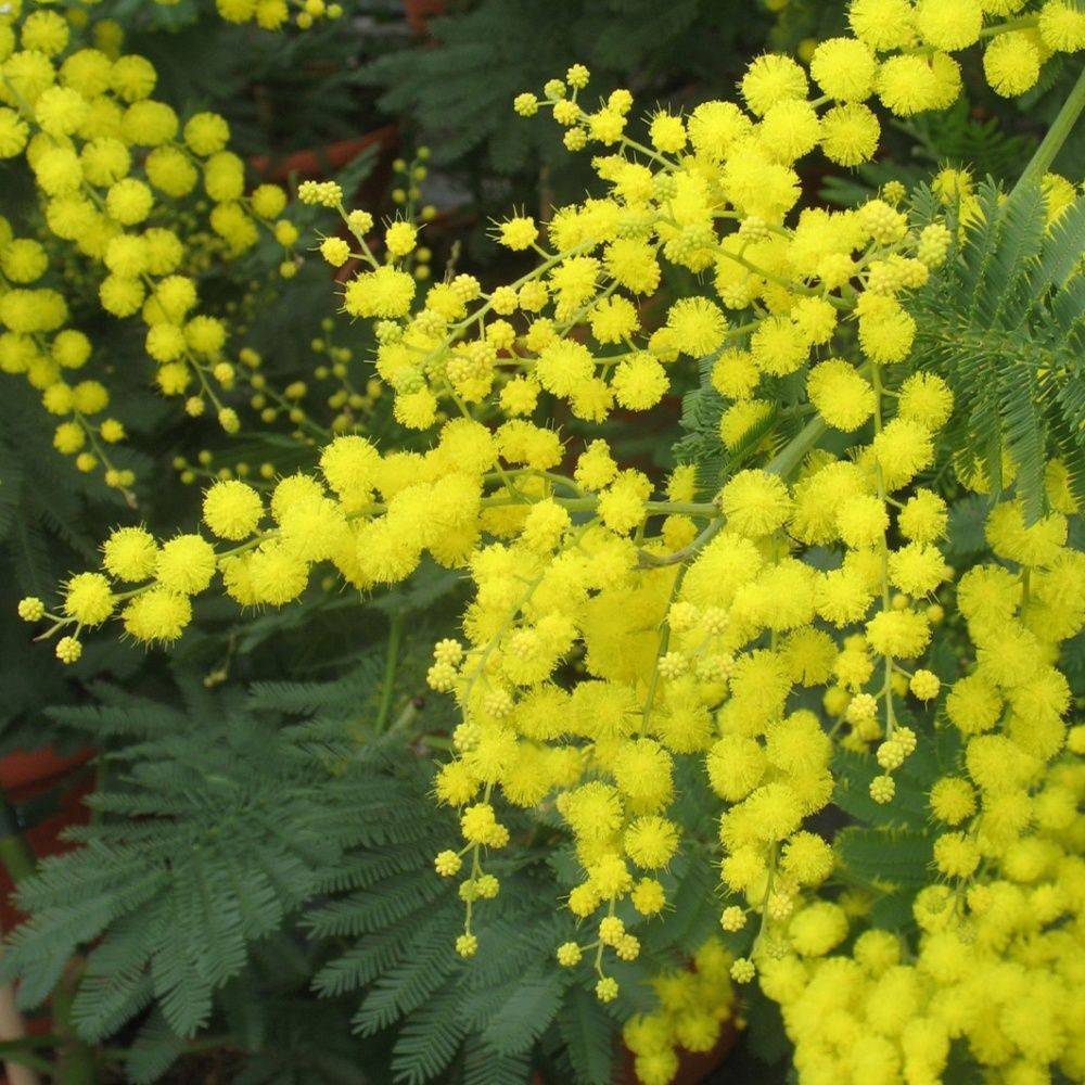 Mimosa de invierno - Imagen 3