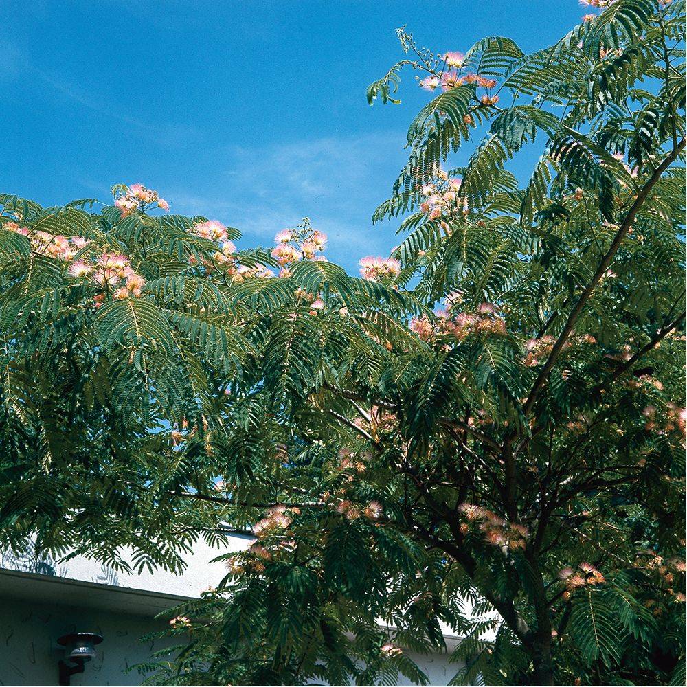Arbre à soie - Albizia