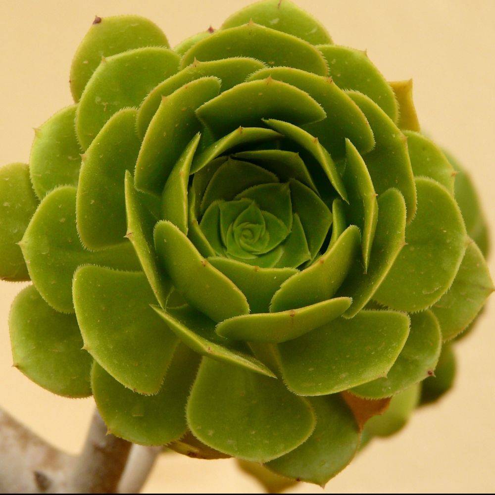 AEONIUM arboreum - Image 3