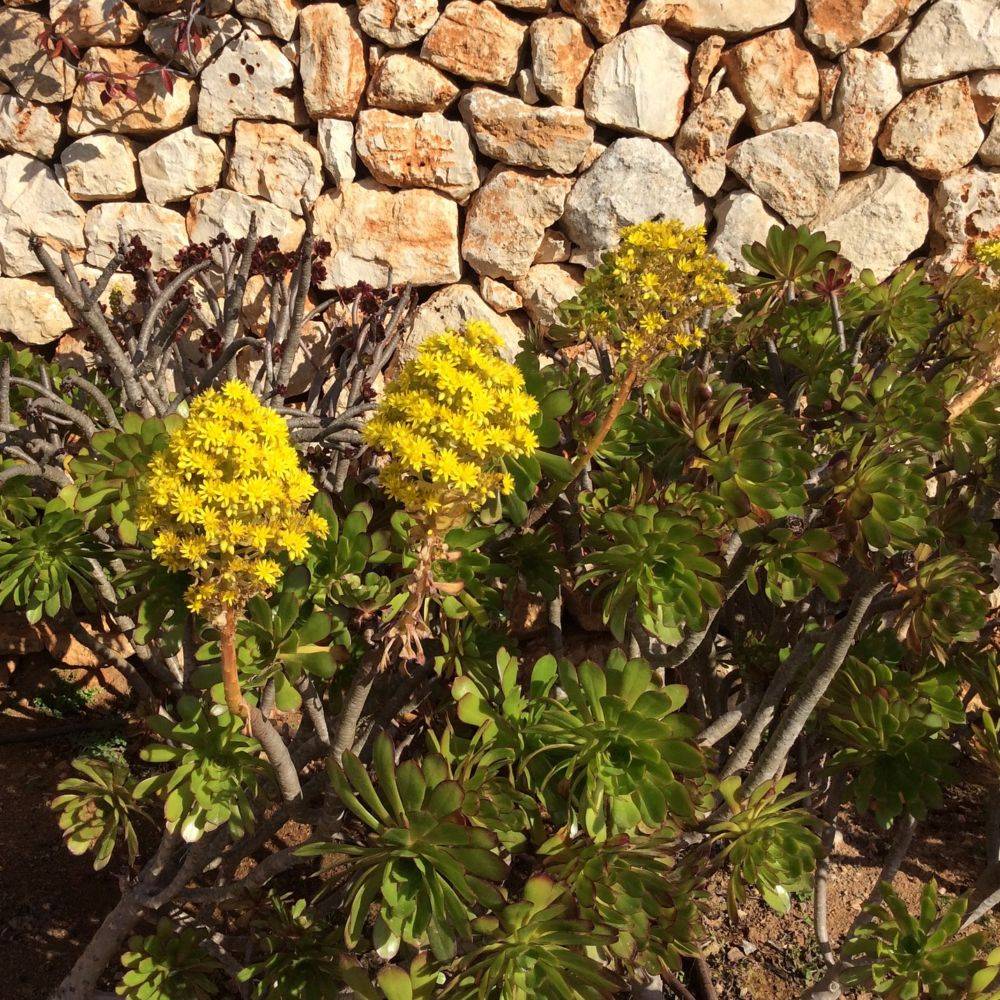 AEONIUM arboreum - Image 2