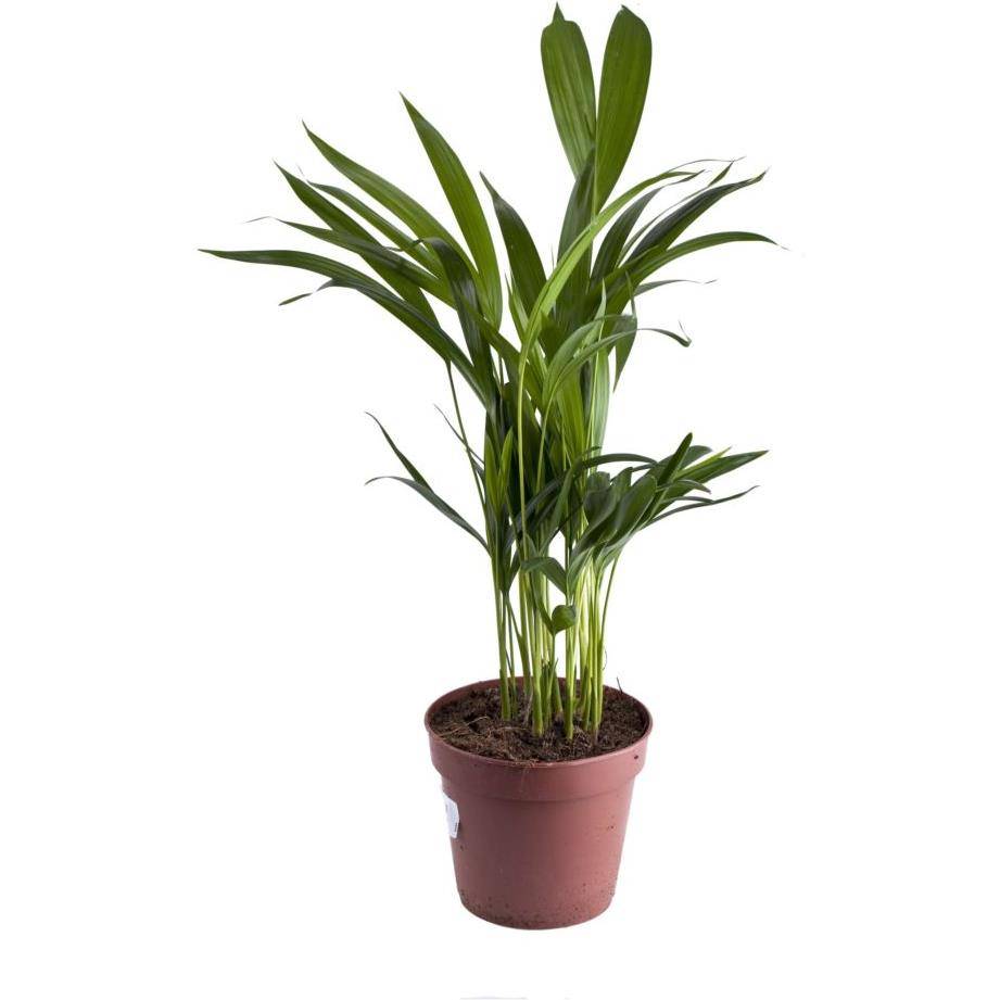 Areca