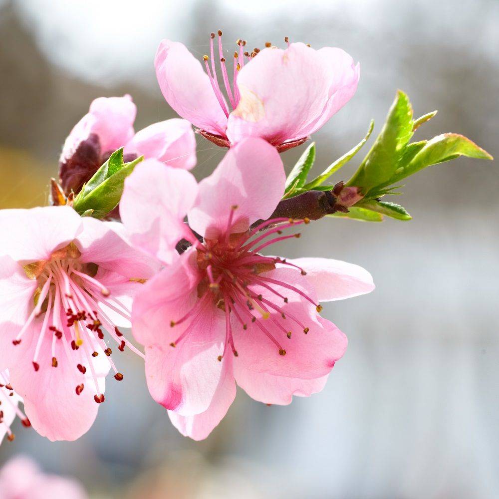Amandier de balcon autofertile 'Almond Me' - Fruit Me®