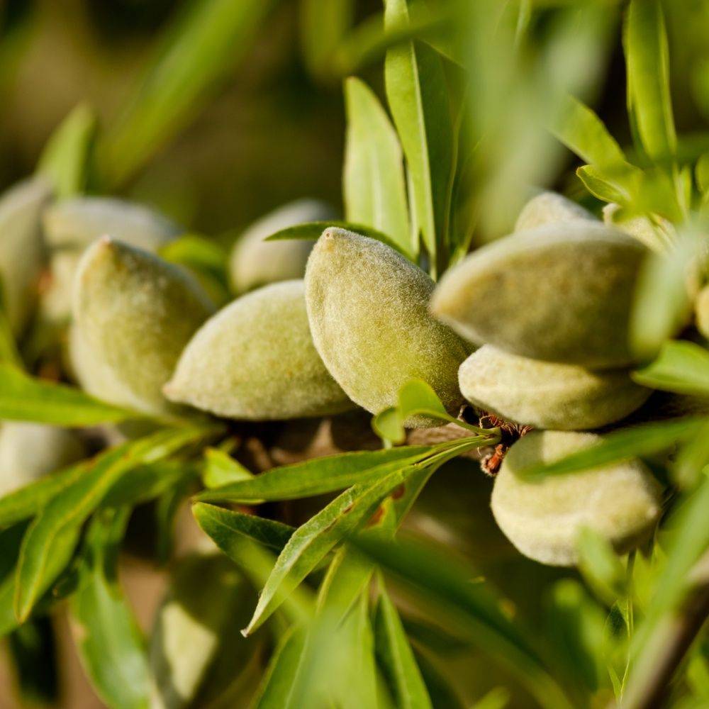 Amandier de balcon autofertile 'Almond Me' - Fruit Me® - Image 2