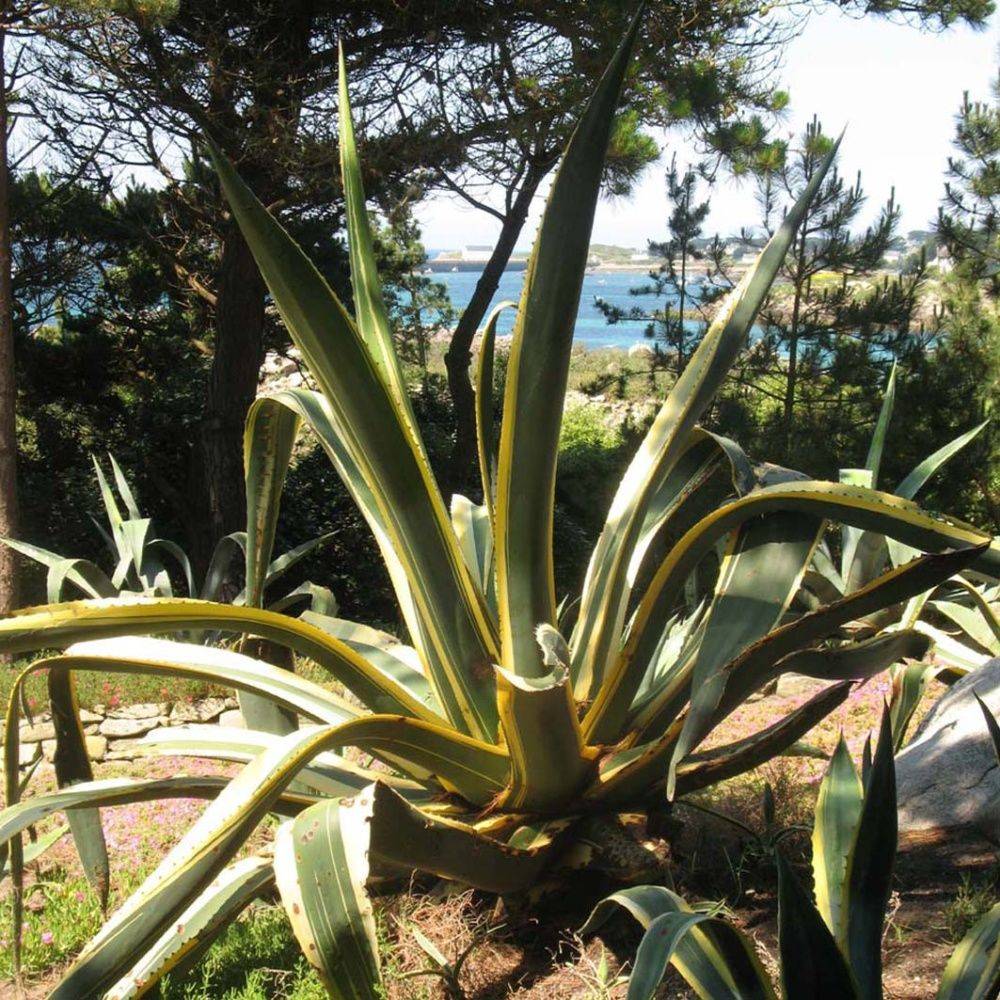 AGAVE americana Marginata - Image 3