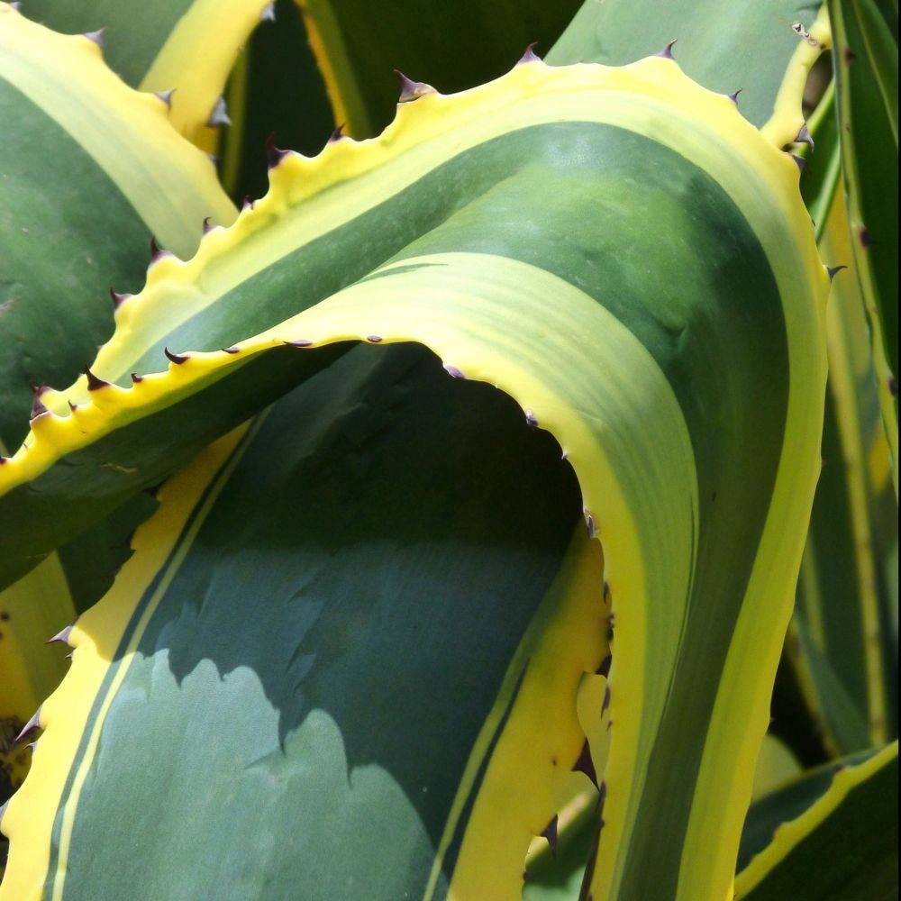 AGAVE americana Marginata - Image 5
