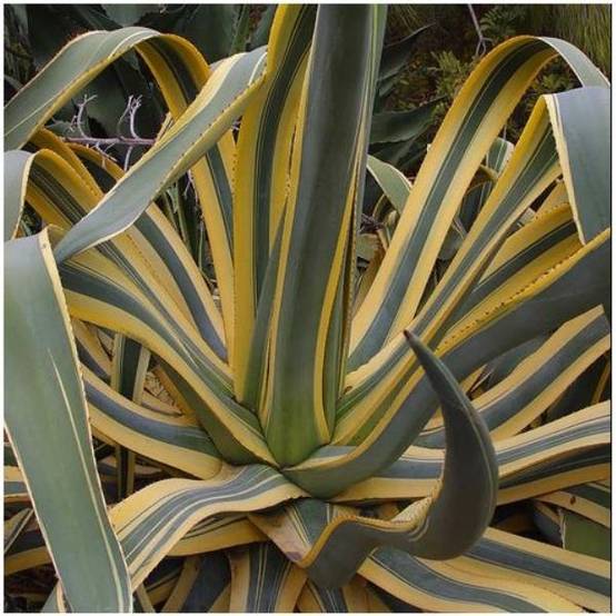 AGAVE americana Marginata - Image 1