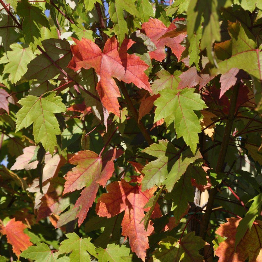 Erable 'Autumn blaze' - Image 1
