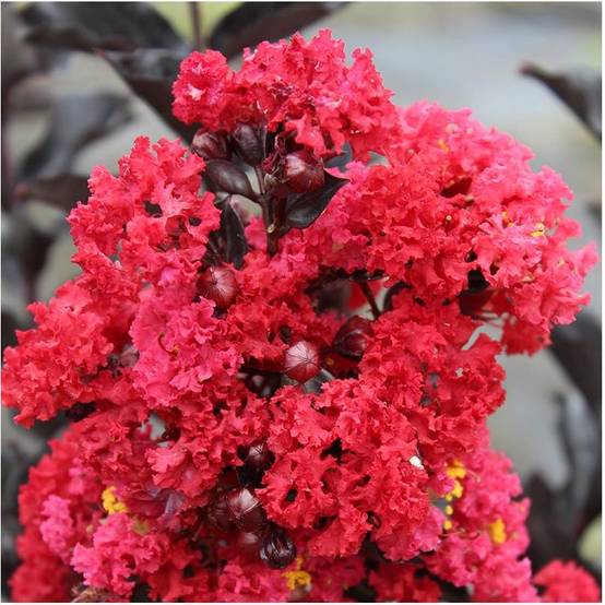 Lilas des Indes Black Solitaire® Crimson Red - Image 1