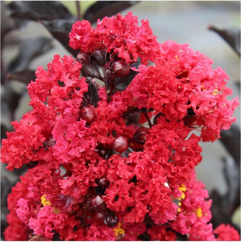 Lilas des Indes Black Solitaire® Crimson Red