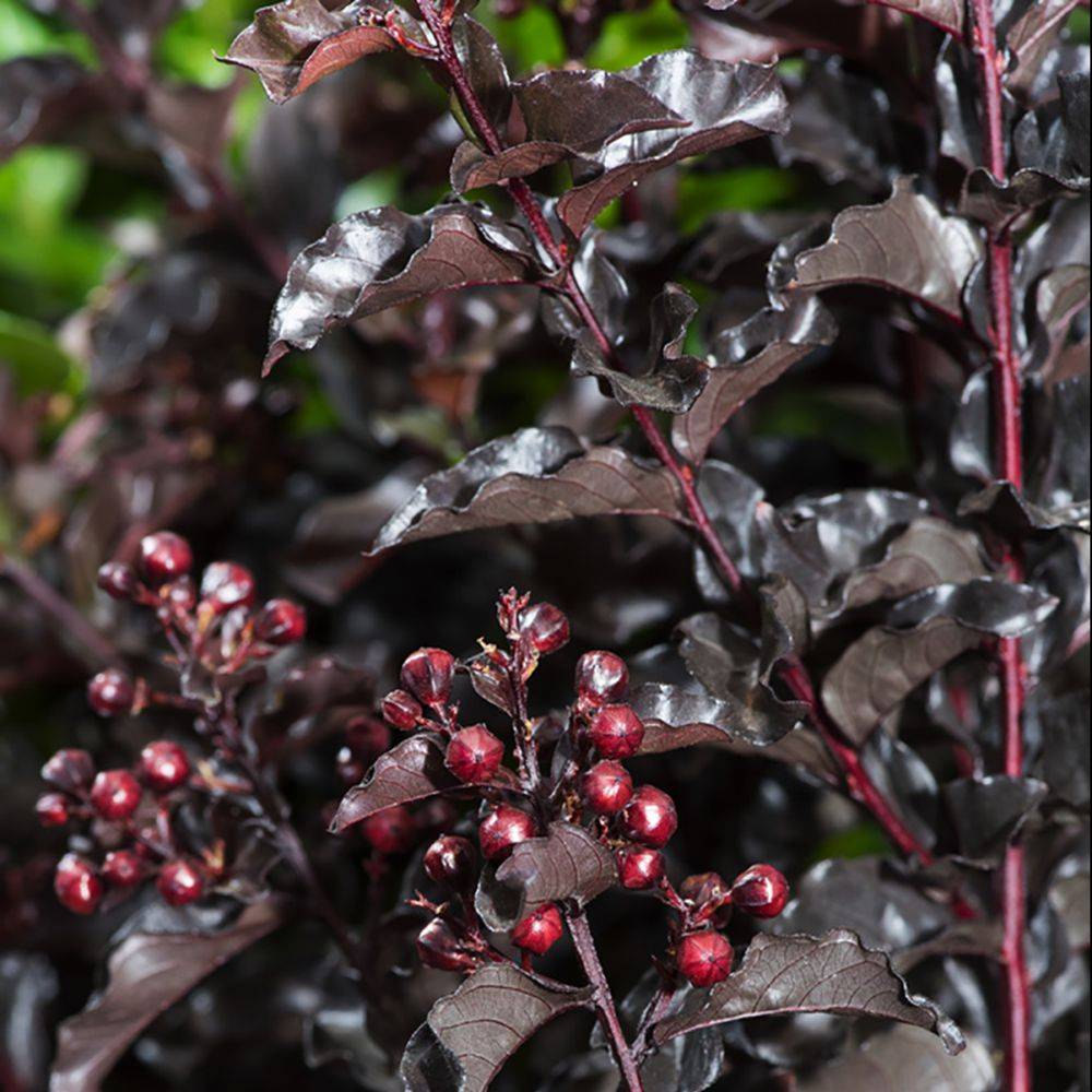 Lilas des Indes Black Solitaire® Crimson Red - Image 2