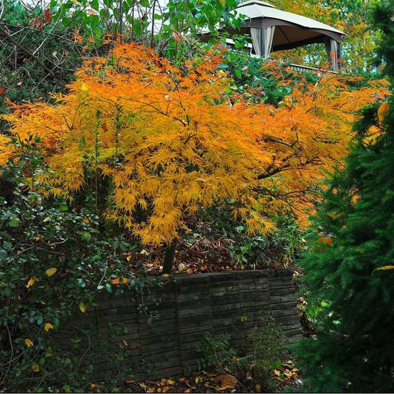 Erable du Japon 'Dissectum Viridis' - Image 3