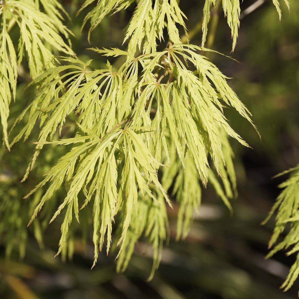Erable du Japon 'Dissectum Viridis' - Image 2