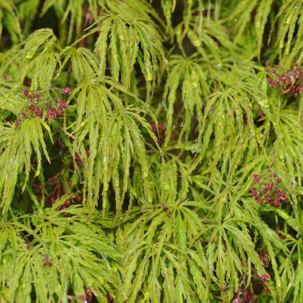 Erable du Japon 'Dissectum Viridis' - Image 1