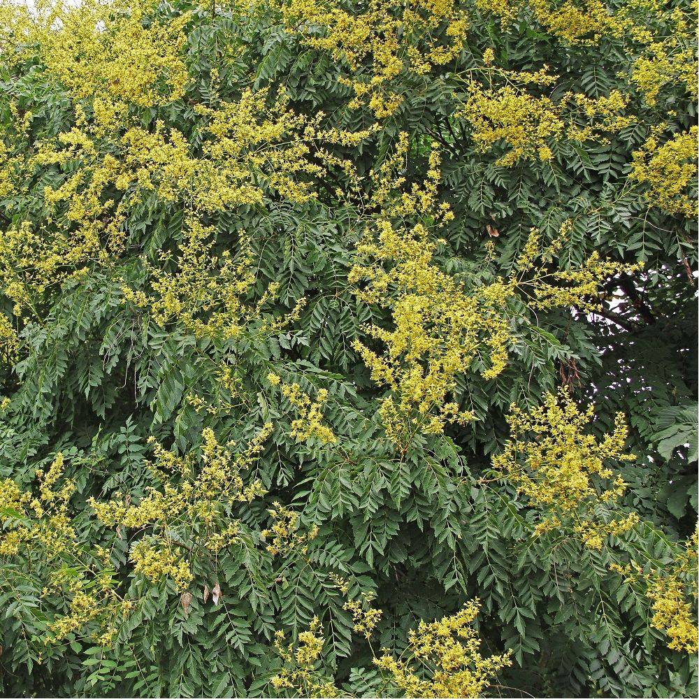 Savonnier - Image 1