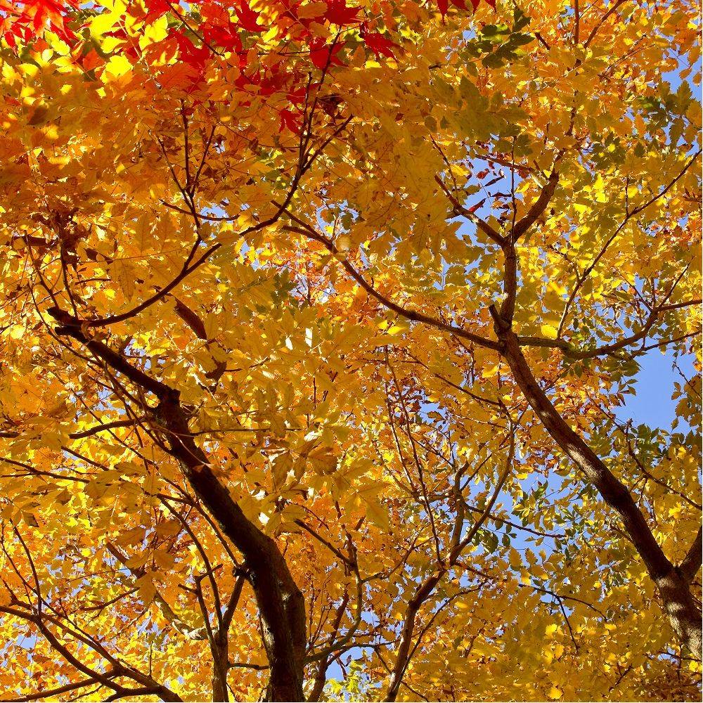 Savonnier - Image 3
