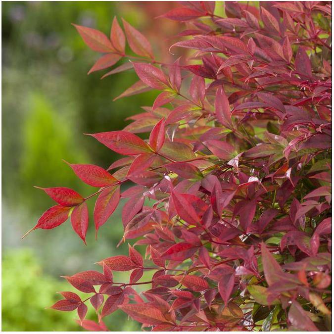 Bambou sacré - Nandina Obsession Seika - Image 2