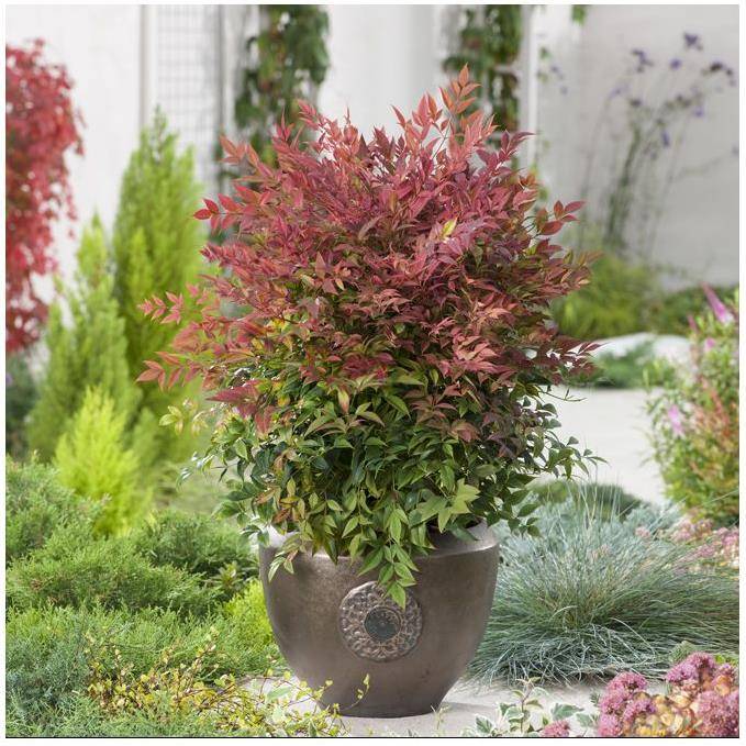 Bambou sacré - Nandina Obsession Seika - Image 1
