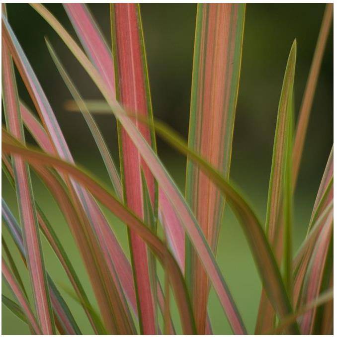 Phormium 'Jester' - Lin de Nouvelle Zélande - Image 2