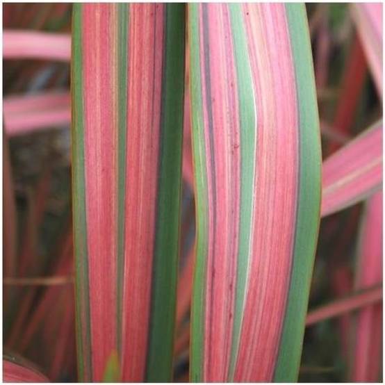 Phormium 'Jester' - Lin de Nouvelle Zélande - Image 4