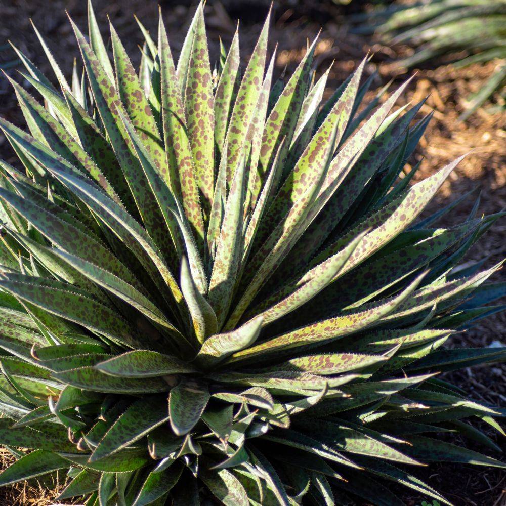 Mangave Pinneapple Express