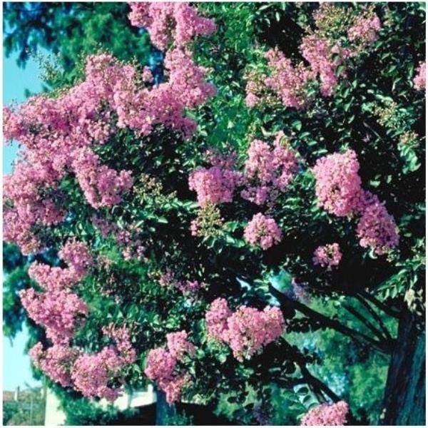 Lilas des Indes Jeanne Desmartis® - Image 2