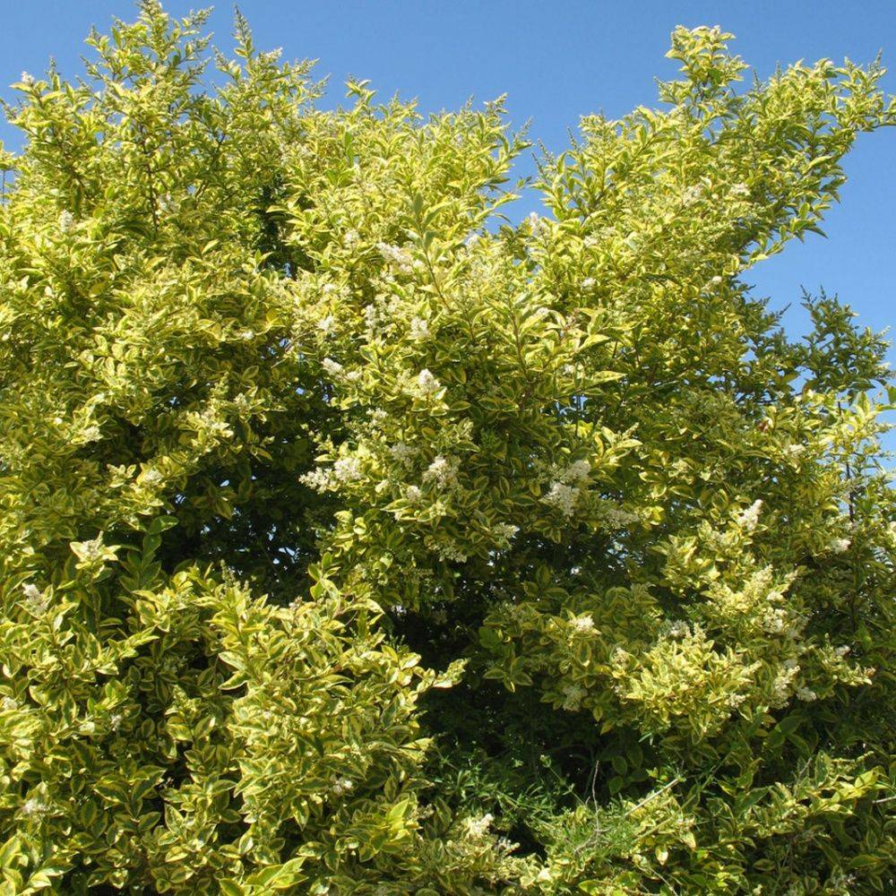 Troène de californie 'Aureum'