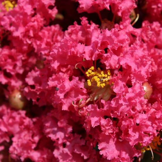 Lilas des Indes Grand Cru® - Image 4