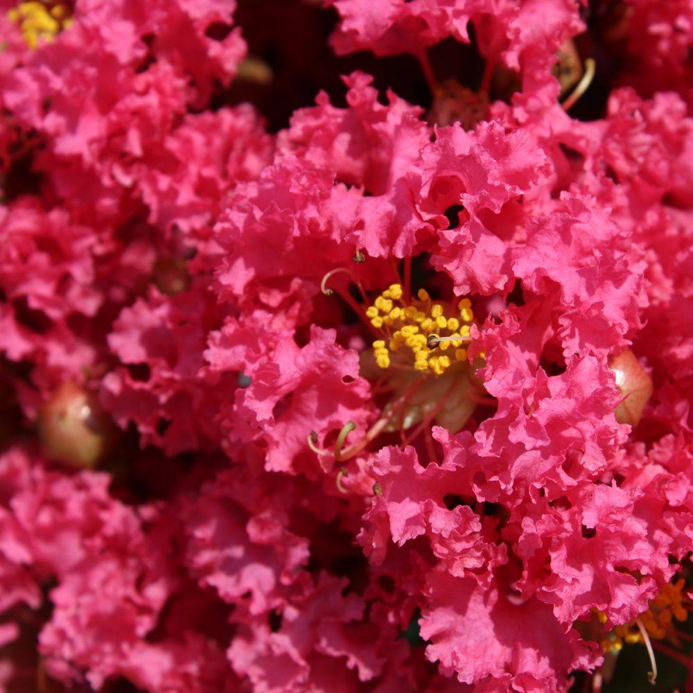 Lilas des Indes Grand Cru® - Image 4