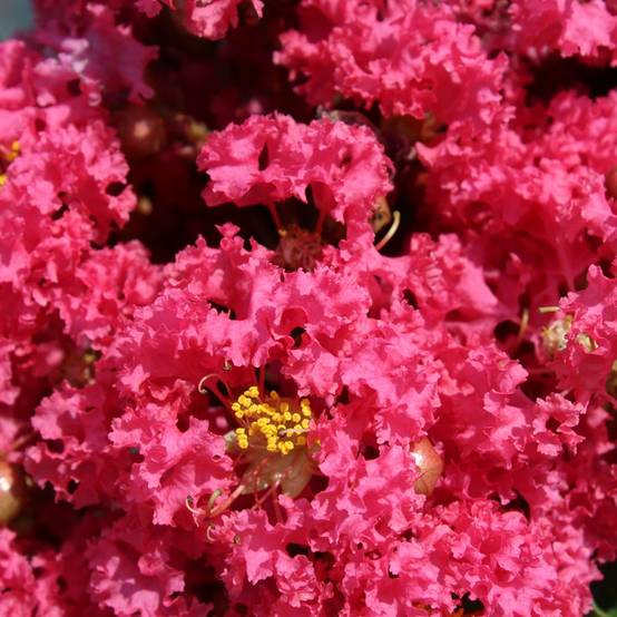 Lilas des Indes Grand Cru® - Image 1