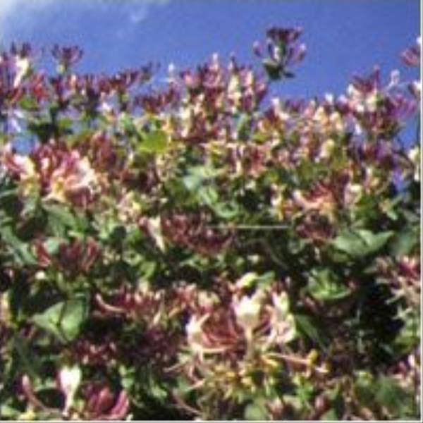 Chèvrefeuille du Japon 'Chinensis'