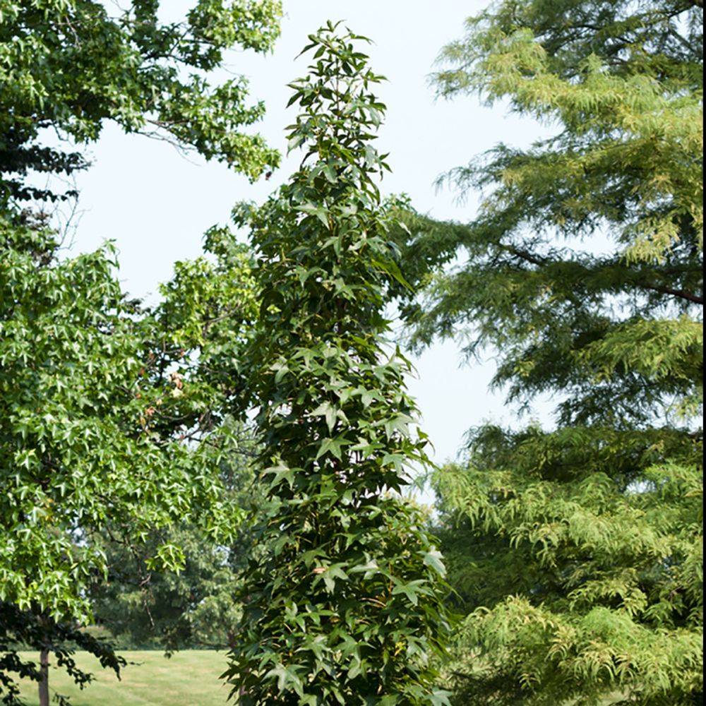 Liquidambar 'Slender Silhouette' - Image 1