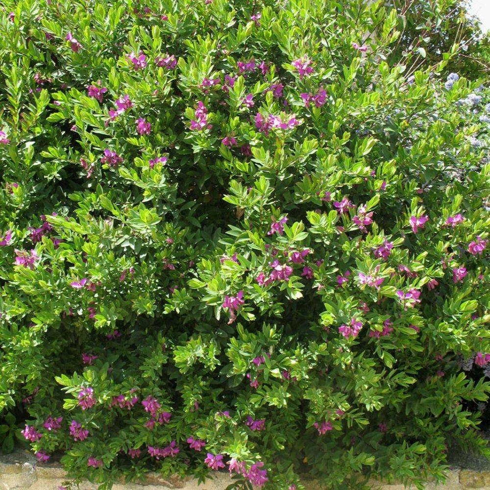 Polygala myrtifolia - Image 4
