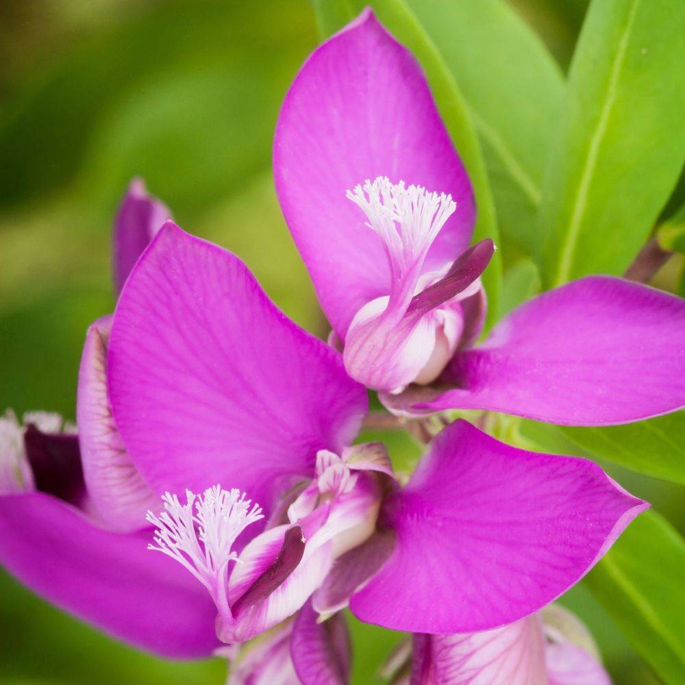 Polygala myrtifolia - Image 3