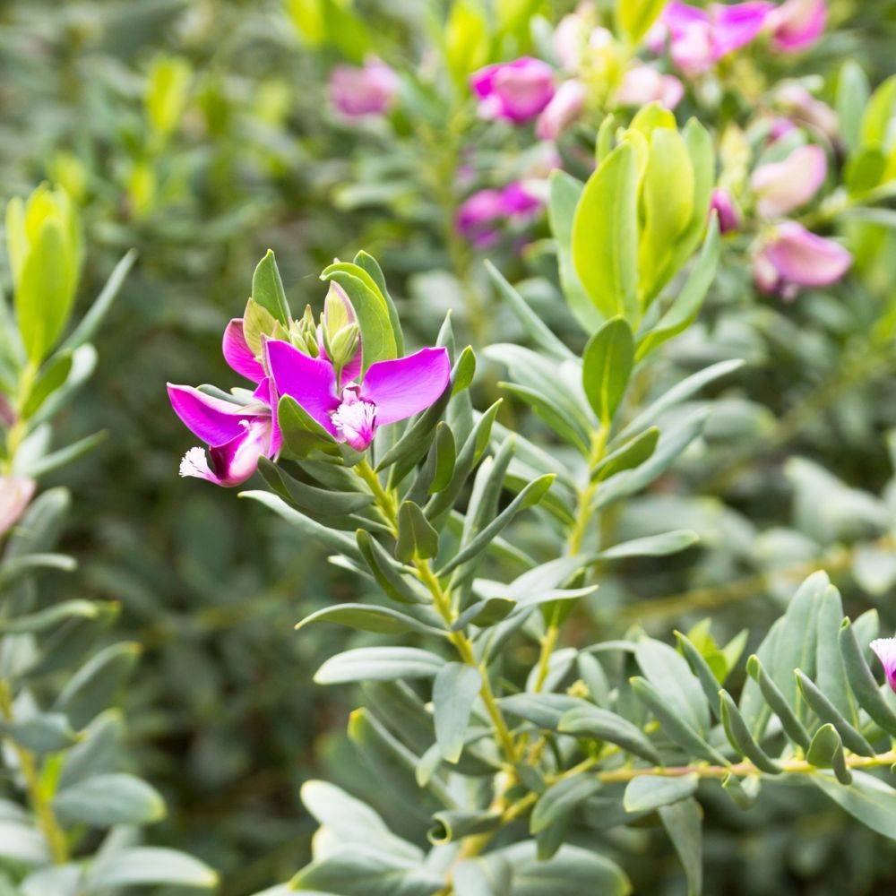 Polygala myrtifolia - Image 2